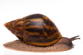 Achatina achatin achatina Ghana typ 2c semiadult, 10cm